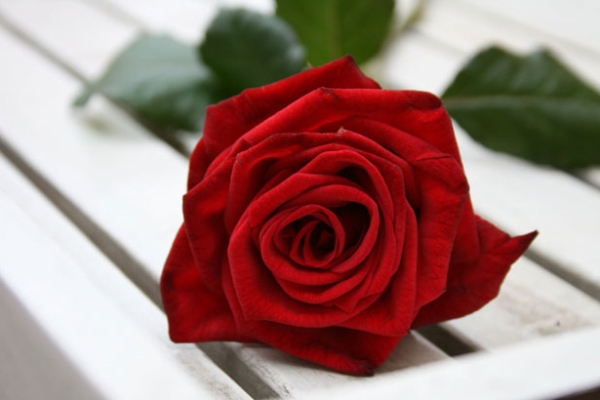 RedRose