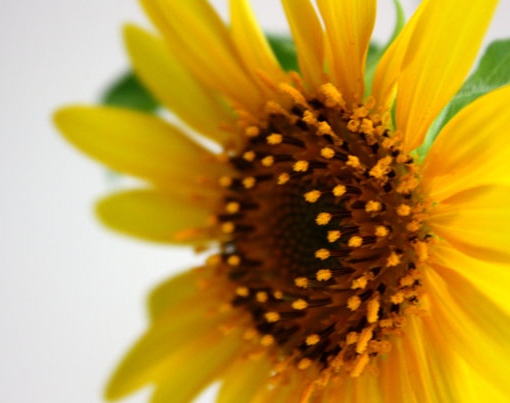 Sun Flower