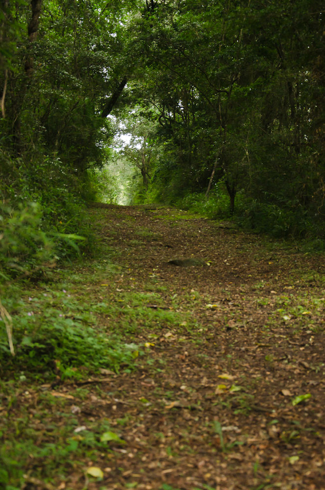 forest_walk.R
