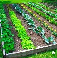 tanglewood veggie garden newsy