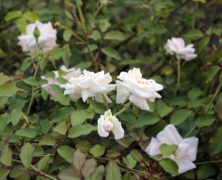 roses and life