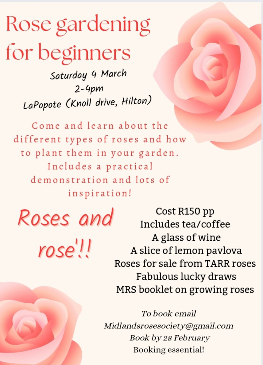 rose gardening for beginners copy
