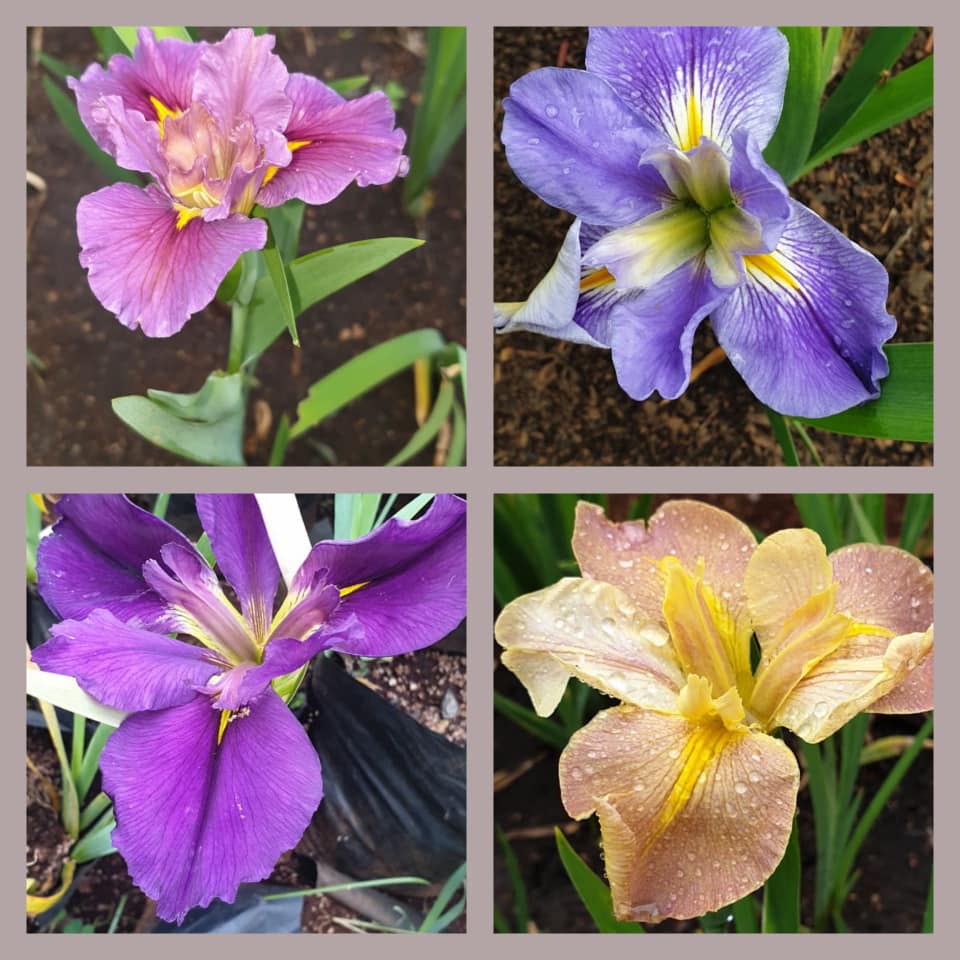 irises ronnoco