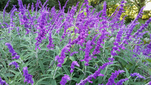 salvias