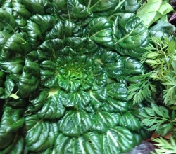 tatsoi