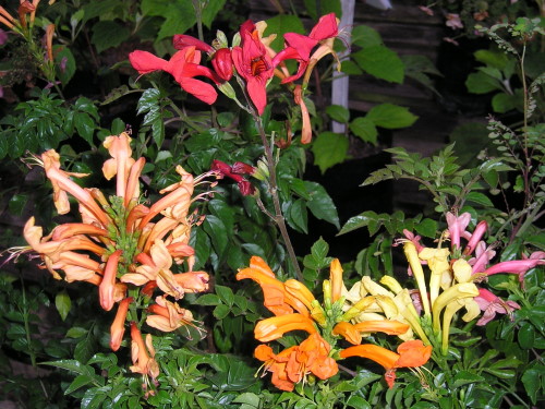 tecomaria heritage plant south africa