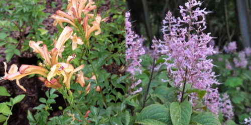 tecomaria plectranthus