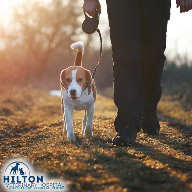 walk your dog week copy