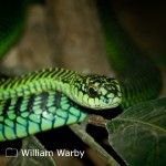 Snake Removal & Wild Animal Relocation